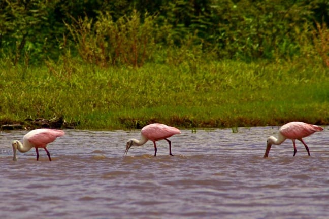 Costa Rica birds photos -Roseate Spoonbills in Tortuguero National Park