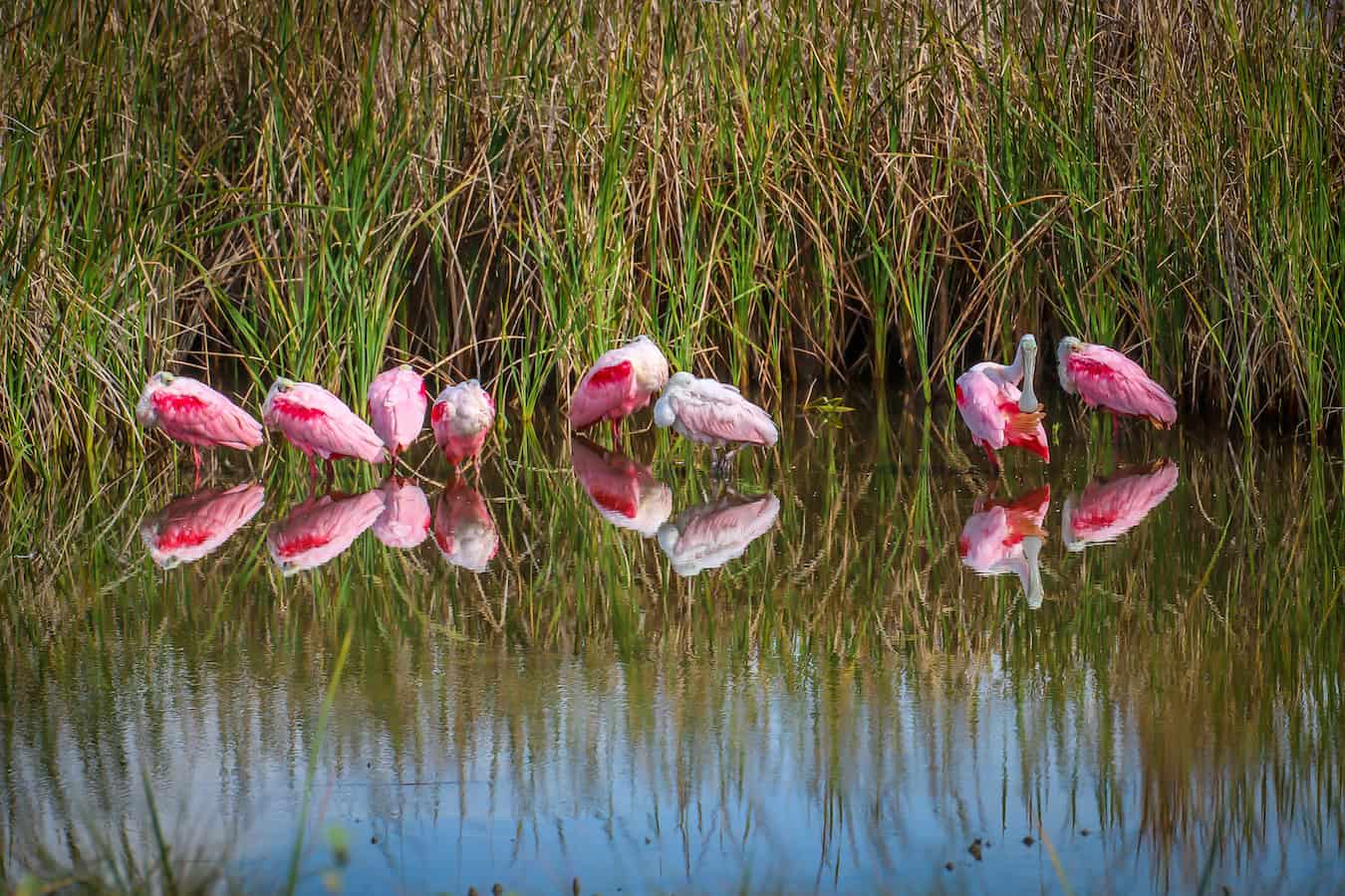 Roseate Spoonbills at South Padre Island Birding and Nature Center