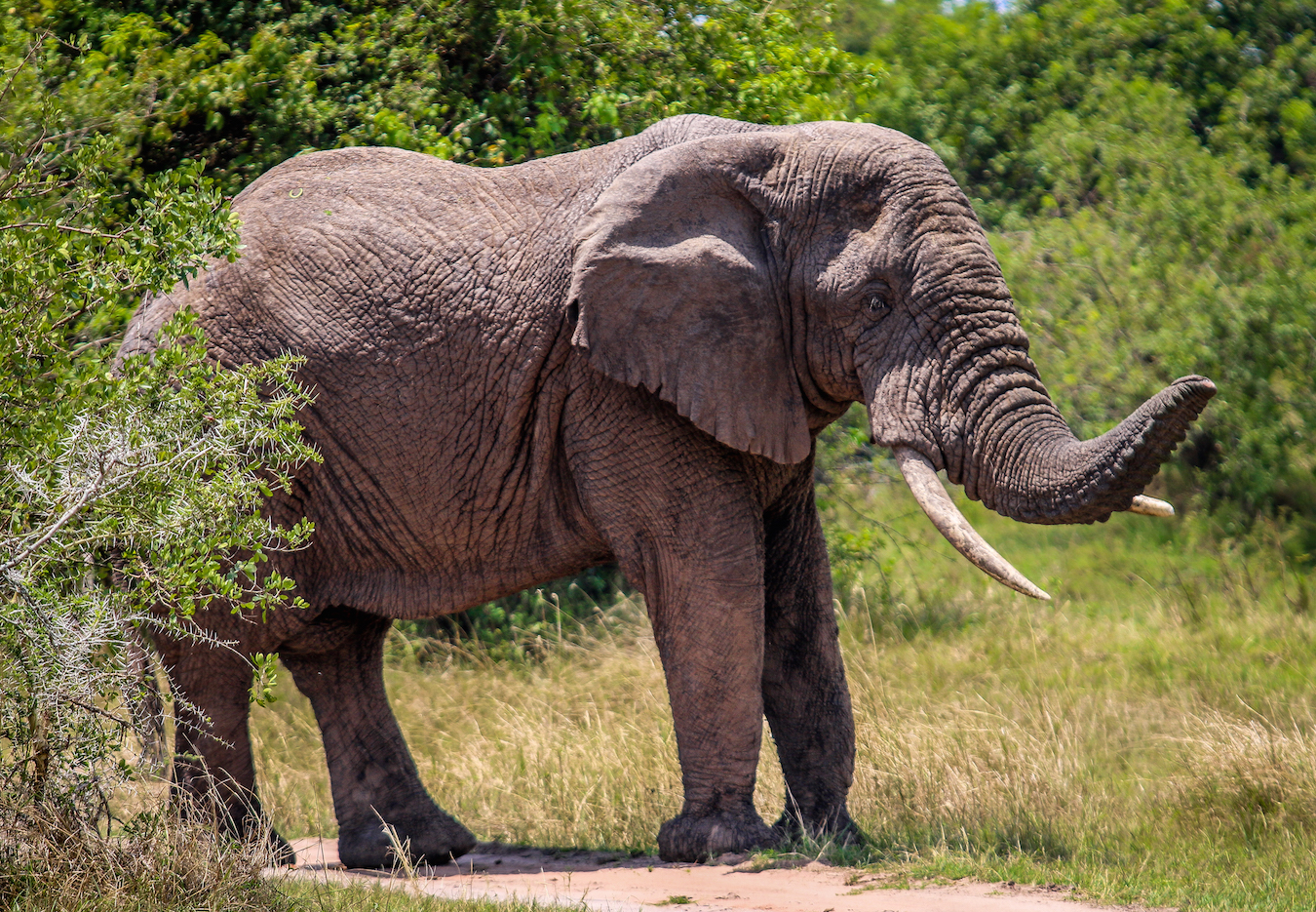 Elephants world. Elephants about. Fun fact about Elephant. All Elephants Types. World Elephant Day.