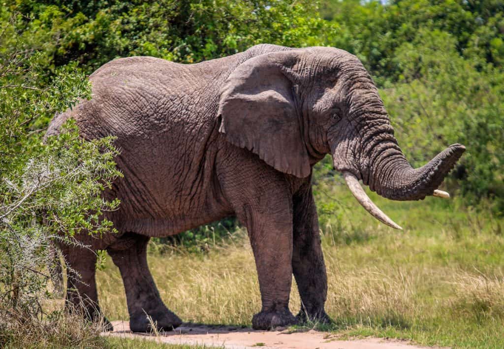 Elephant Facts for Kids: African Elephant in Akagera National Park, Rwanda