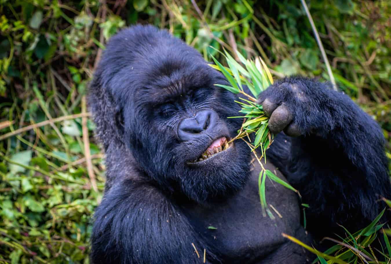 Mountain Gorilla in Volcanoes National Park, Rwanda