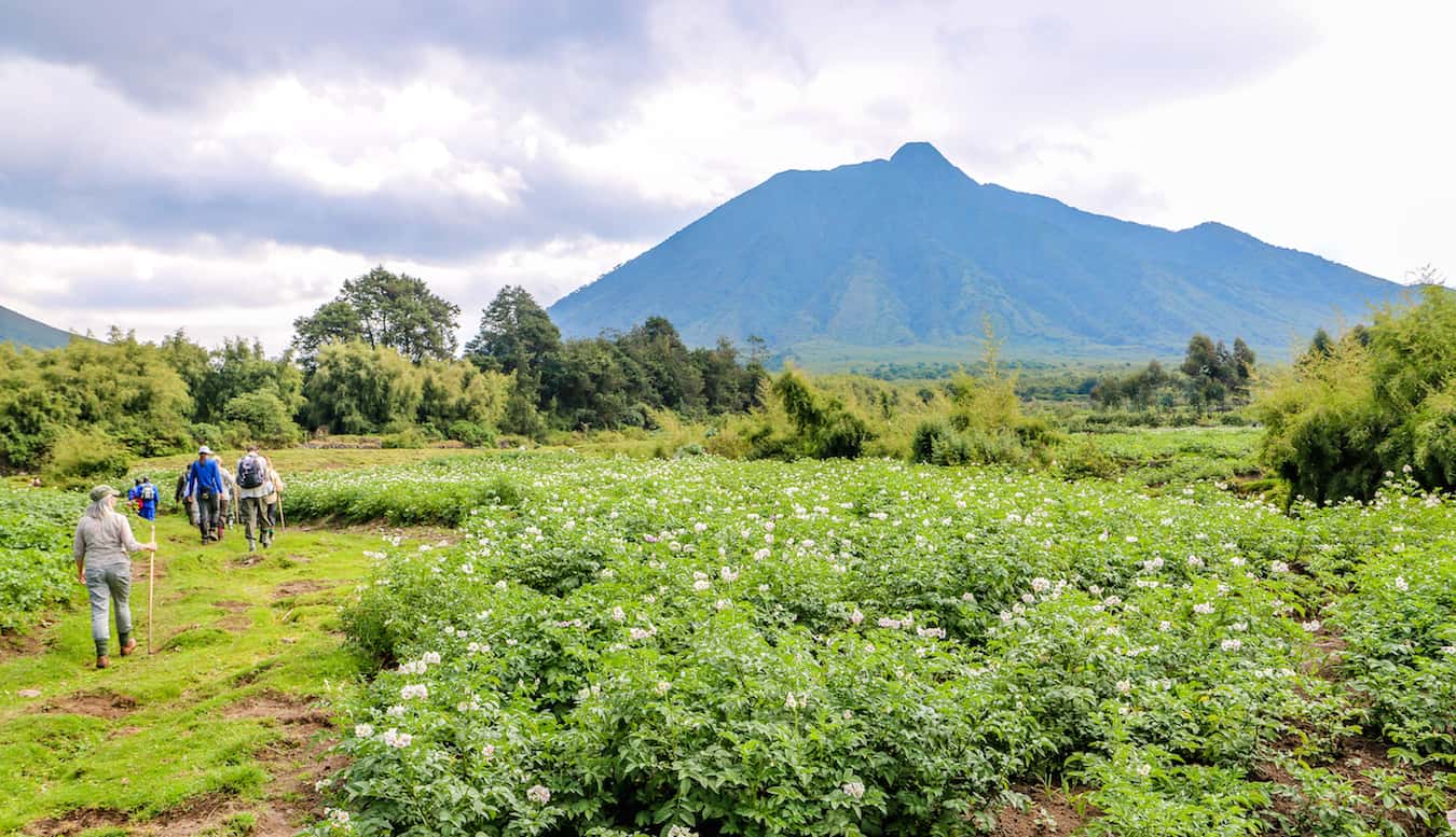 Hiking Volcanoes National Park, Rwanda