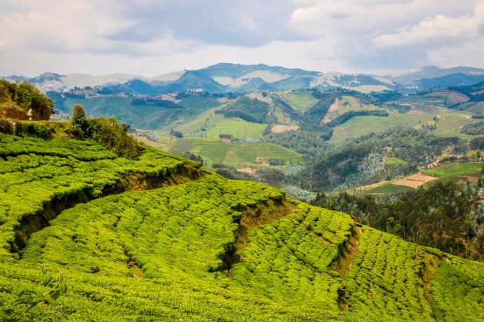 Tea Plantations Flourish 20 Years After the Rwanda Genocide
