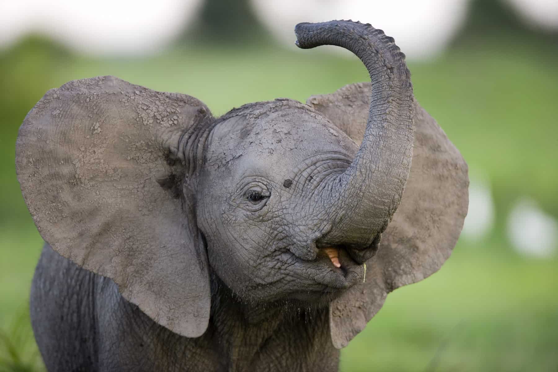 Nature: Soul of the Elephant, by Dereck and Beverly Joubert