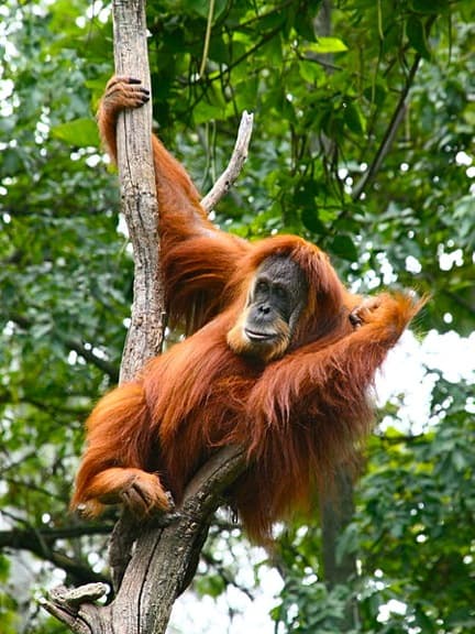 Sumatran Orangutan