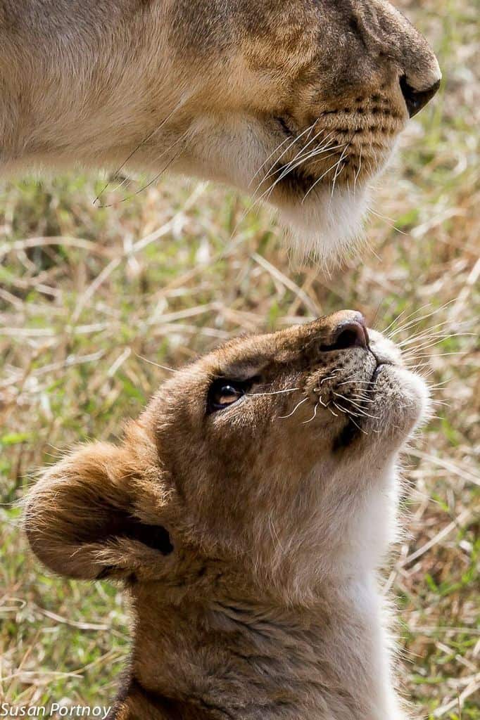 The connection between walking with lions and canned lion hunting.