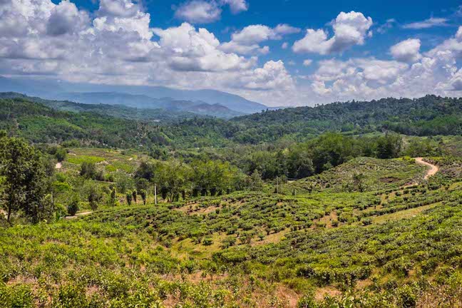 Sabah Tea Garden in Sabah, Borneo