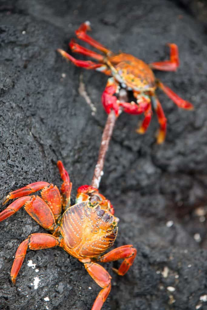 Galapagos Islands Sea Animals: Sally Lightfoot Crab