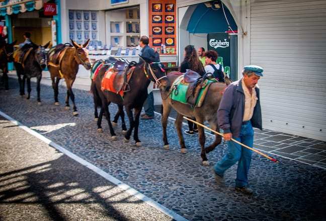 Shepherd Leads Donkeys to Begin Their Workday in Fira, Santorini