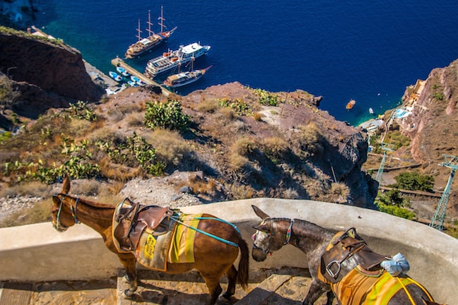 Donkeys Begin Their Workday in Fira, Santorini