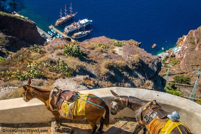 Donkeys in Fira, Santorini