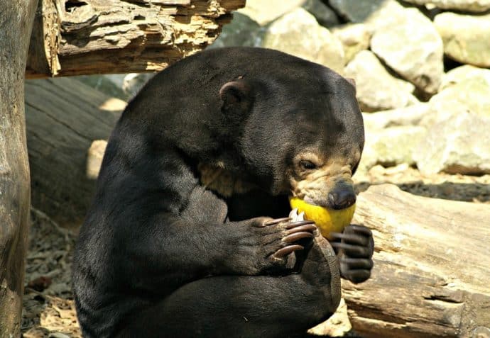 Asian Animals - Malaysian Sun Bear