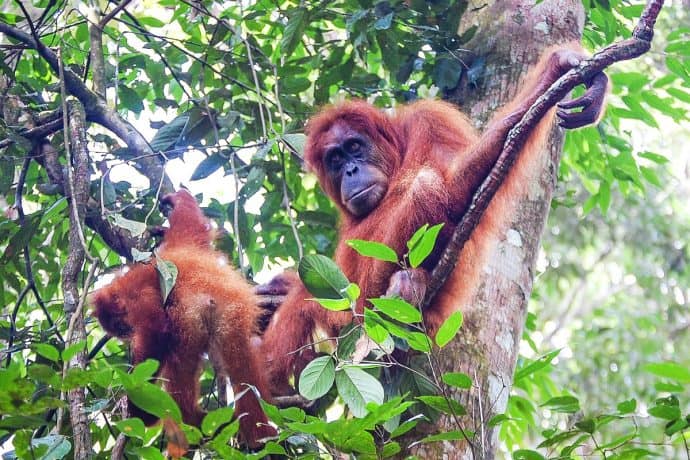 Animals Found in Asia -Orangutan