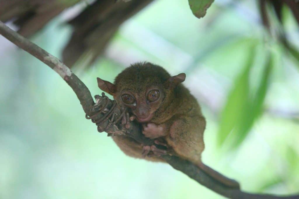 Animals in Asia -Tarsier