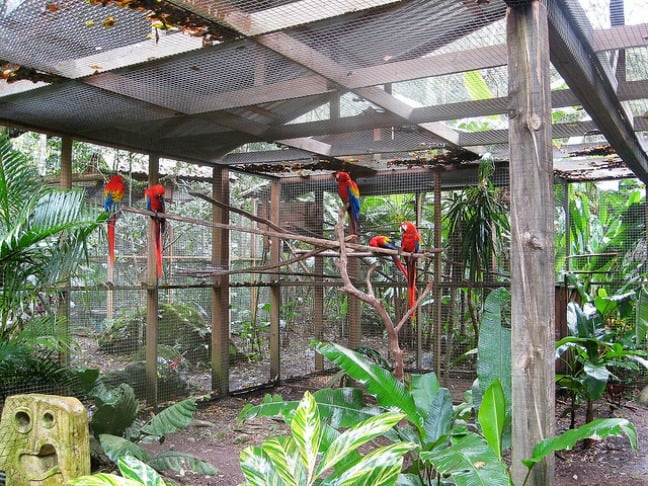 Scarlet Macaw aviary