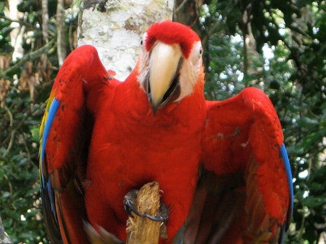 Scarlet Macaw