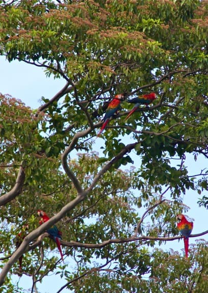 Scarlet Macaws Amazon