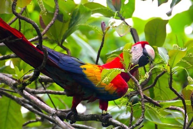 Scarlet Macaw in Corcovado National Park, Costa Rica