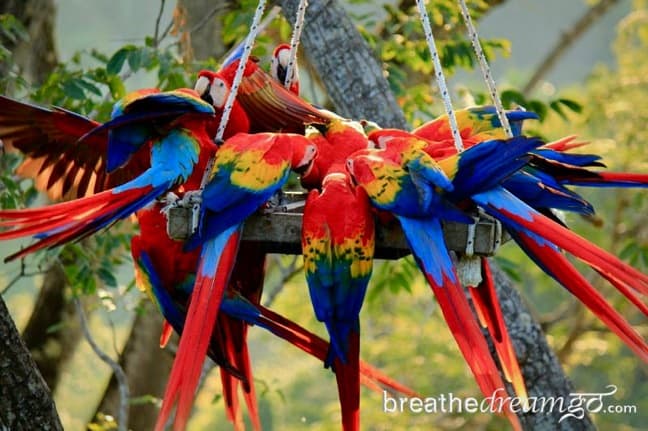 Birdwatching in Costa Rica -Scarlet Macaws at the ARA Project in Punta Islita