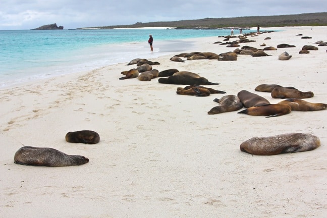 Galapagos Islands Sea Lion Colony in Gardner Bay, Espanola Island