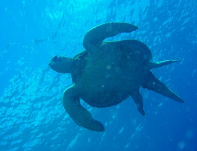 Sea Turtle in Sipadan, by Robert Biuk Aghai via- CC