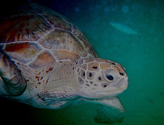 Things to Do in Barbados: Swimming With Sea Turtles