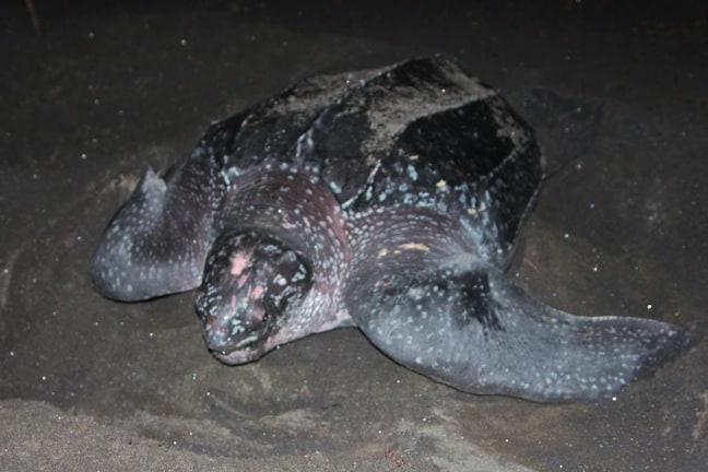 Sea Turtle Buries Nest, Dominica