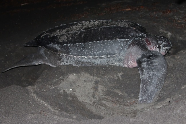 Sea Turtle Buries Nest, Rosalie Bay Resort