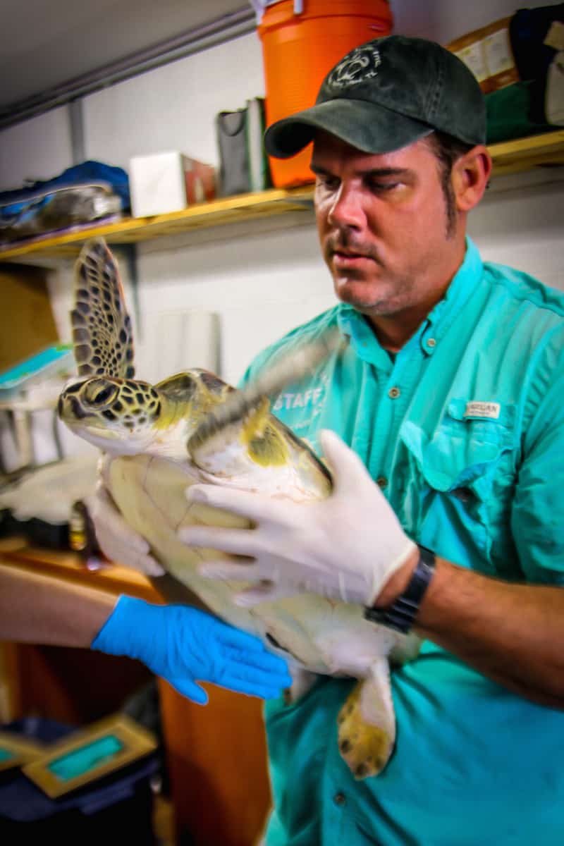 Sea Turtle Rescue at Sea Turtle Inc on South Padre Island, TX.