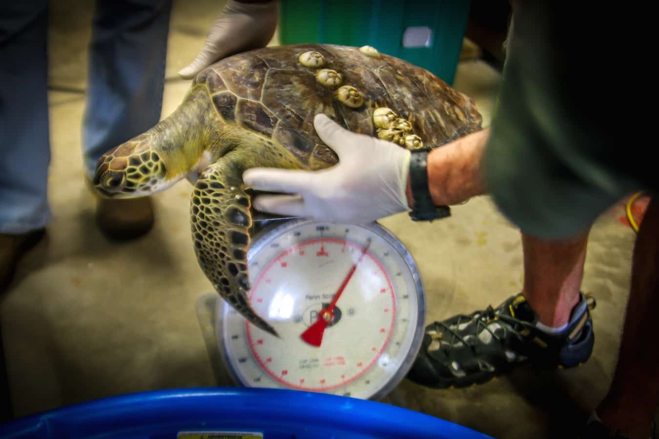 Rescued Sea Turtle at Sea Turtle Inc