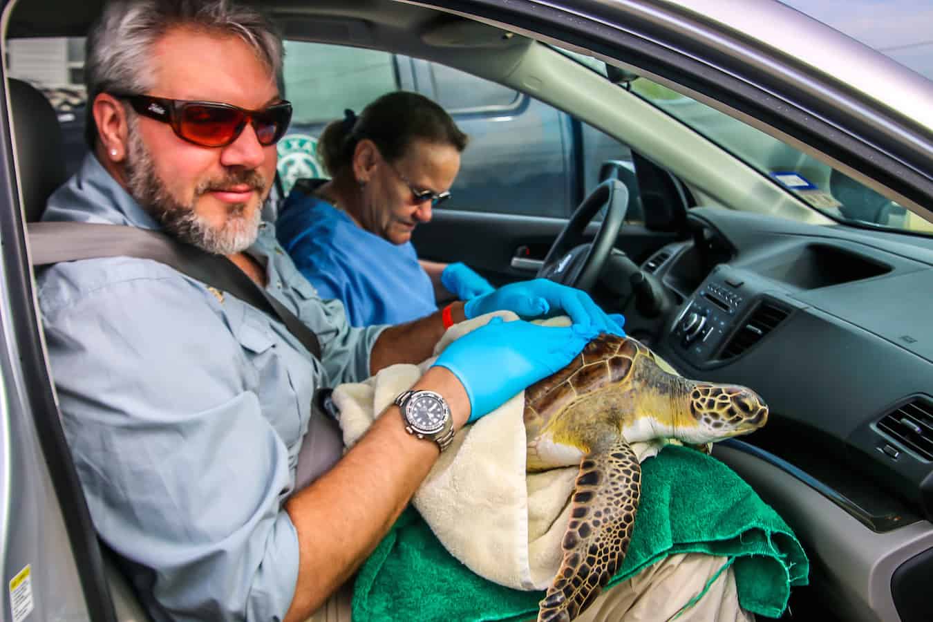 Sea Turtle Inc Rescues Green Sea Turtle in Port Isabel, TX