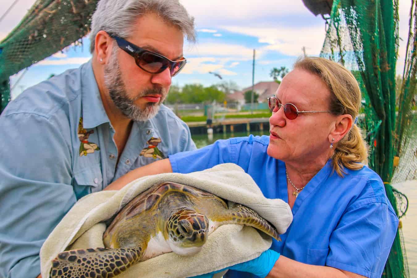 Rescuing a Green Sea Turtle with Sea Turtle Inc.