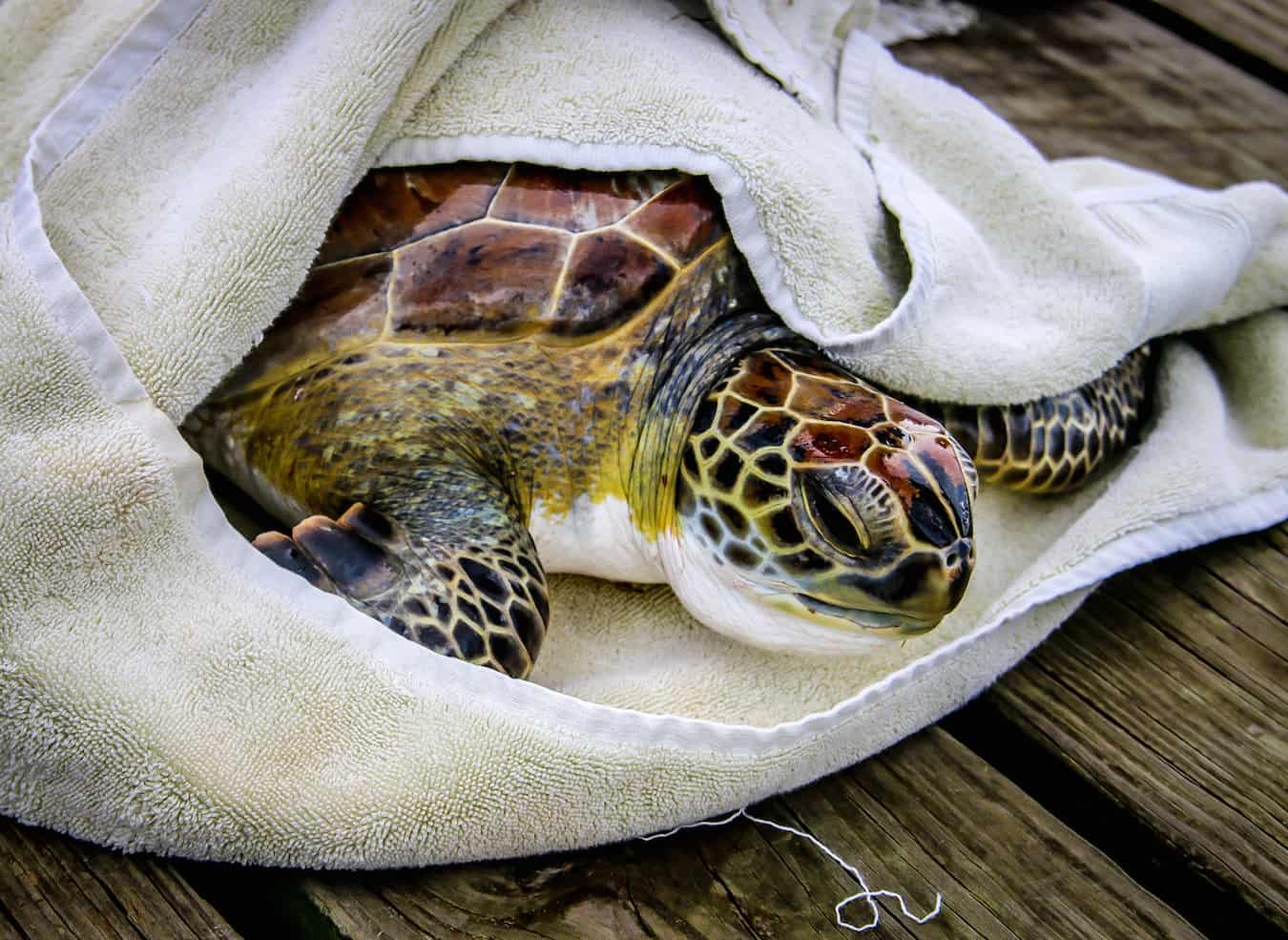 Sea Turtle Inc Rescues Sea Turtle