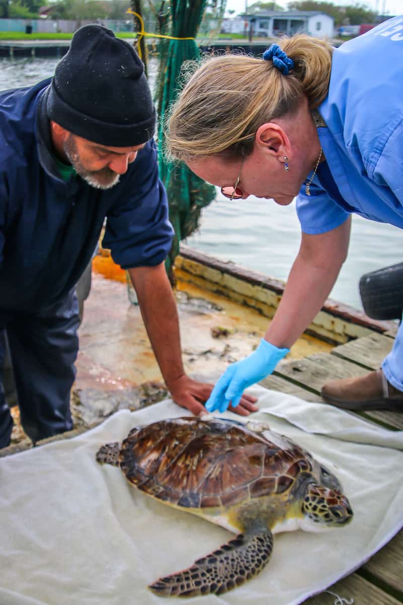 Jean Pettit of Sea Turtle Inc Rescues Injured Sea Turtle