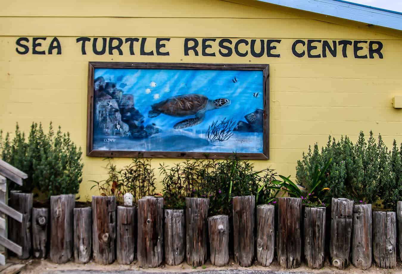 Sea Turtle Inc Turtle Rescue Center in South Padre Island, Texas.