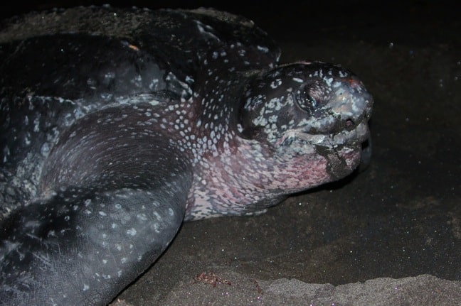 Leatherback Sea Turtle Giving Birth, Rosalie Bay Resort, Dominica