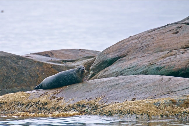 Seal Colony in Kosterhavet National Park, Sweden