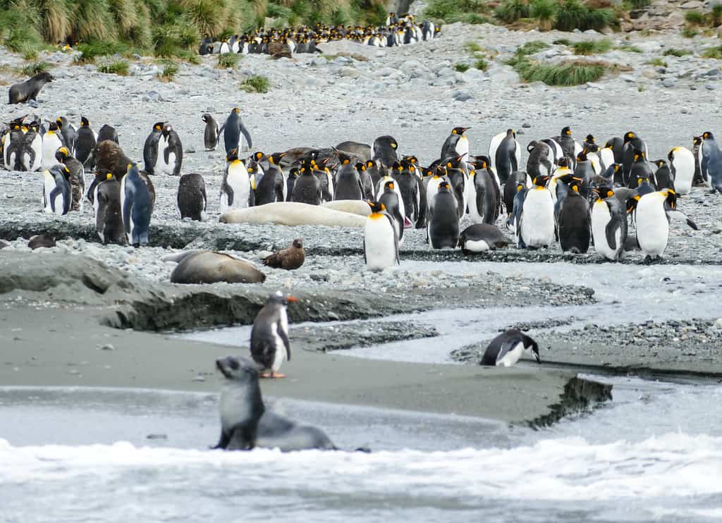 Seals and king penguins crowd the beach at Cooper Bay on South Georgia Island