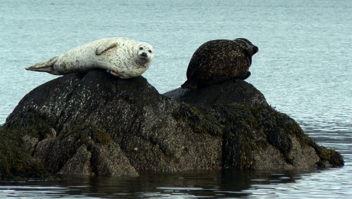 Seals off Irish Coast