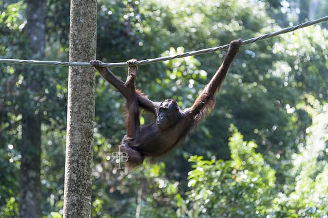 Baby Bornean Orangutan at Sepilok Orangutan Rehabilitation Centre