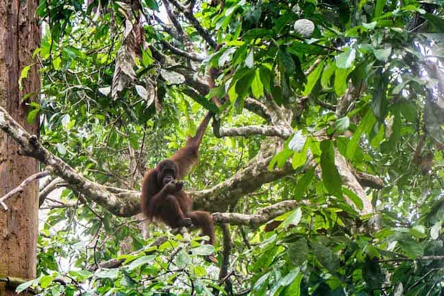 Sepilok Orangutan Rehabilitation Center in Sabah, Borneo