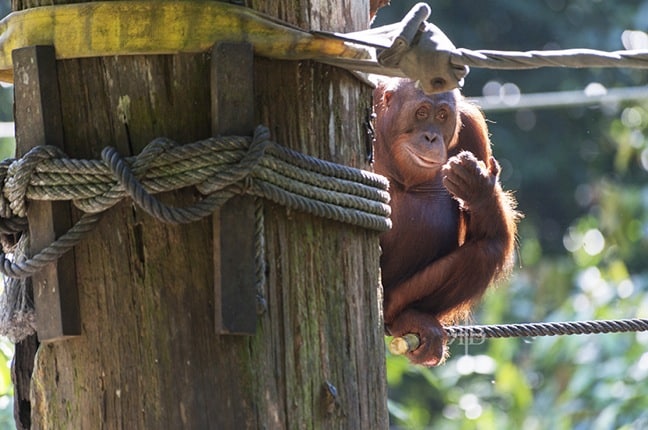 Borneo Orangutans at Sepilok Rehabilitation Centre, Malaysia