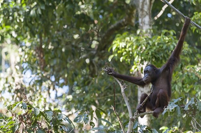 Baby Bornean Orangutan at Sepilok Rehab Centre in Malaysia