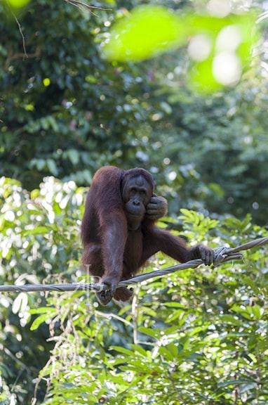 Bornean Orangutan at Sepilok Rehab Centre in Malaysia