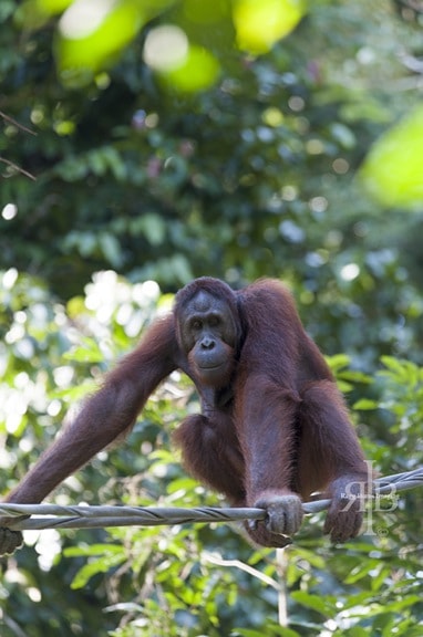 Orangutan Facts -Bornean Orangutan at Sepilok Rehab Centre in Malaysia