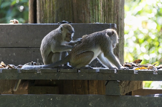 Long-Tailed Macaques at Sepilok Orangutan Rehabilitation Centre