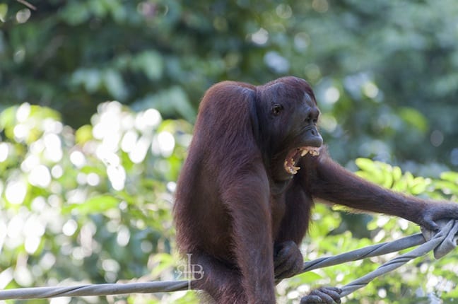 Bornean Orangutan Yawns at the Sepilok Rehab Centre in Malaysia