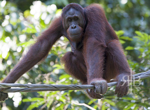 orangutan fire palm oil plantations