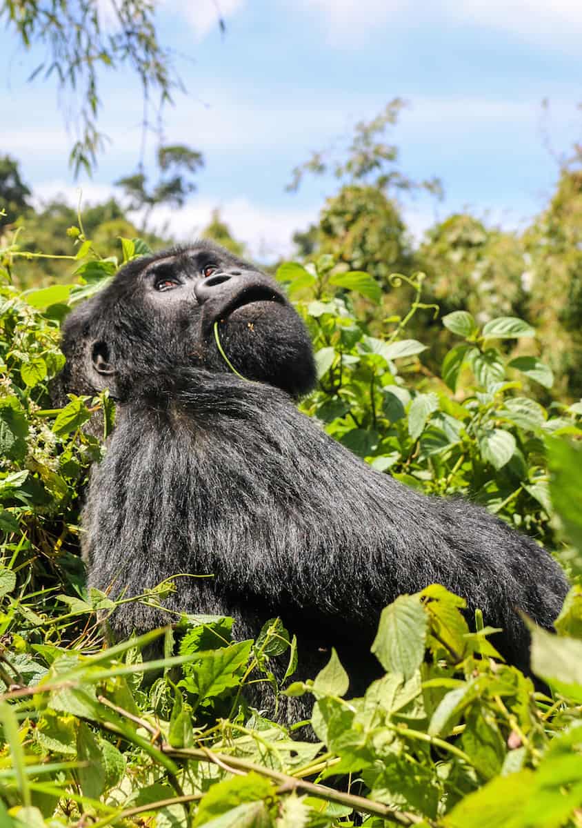 dian fossey gorilla fund ceo