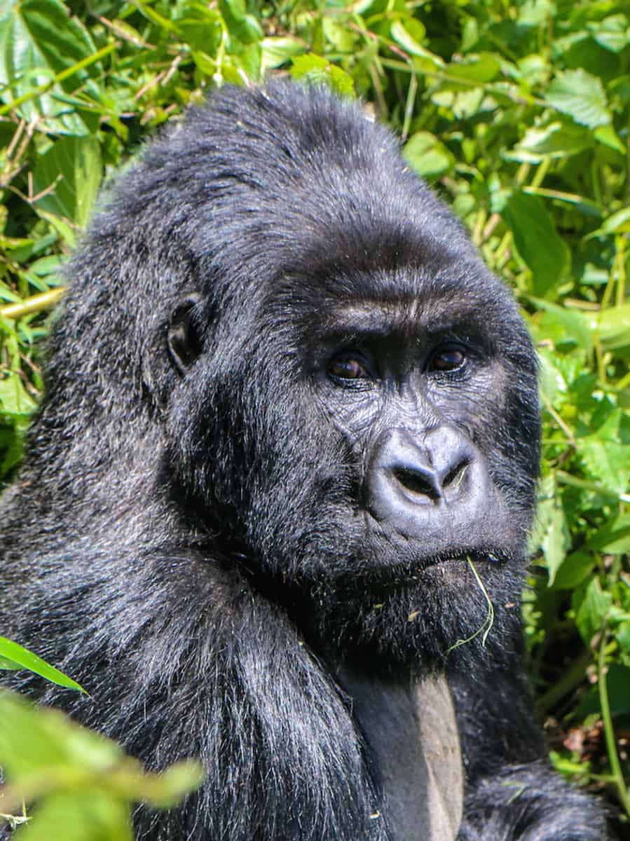 Dian Fossey Gorilla Fund International- Sabyinyo Group Silverback